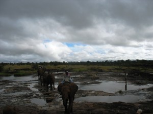 Elephant back safari, Zimbabwe
