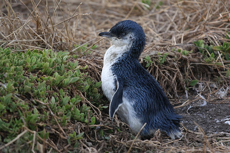 Little Penguin on Philip Island, Australia
